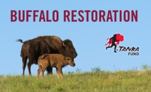 tanka_funds_buffalo_restoration_plan_-_courtesy_tankafund.org_
