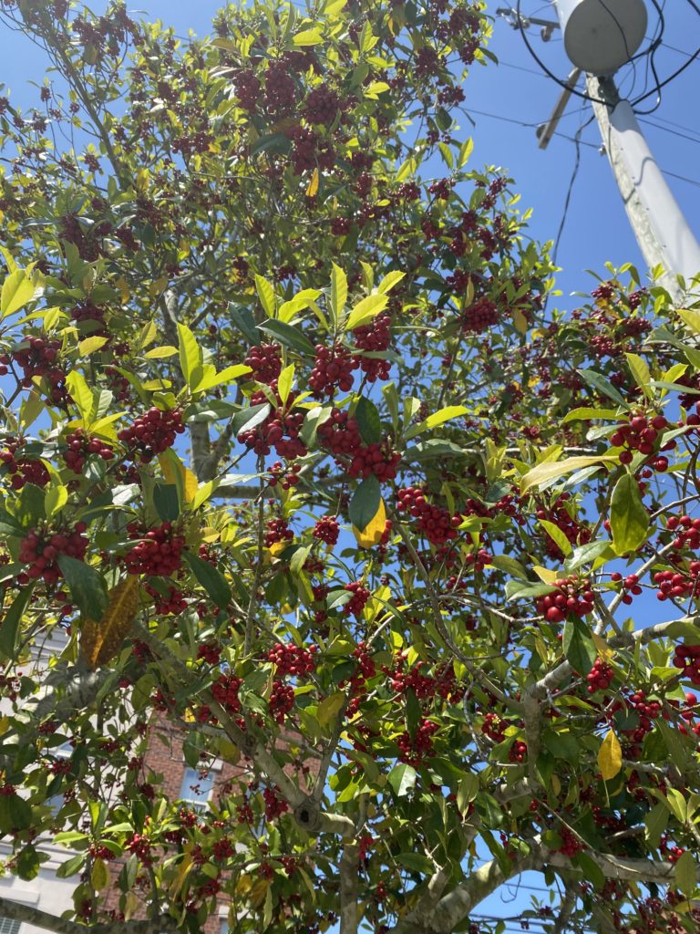 Budding trees